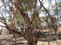 Brown Mallee (Eucalyptus viridis)
