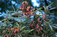 Australian Blackwood (Acacia melanoxylon) © Eric in SF