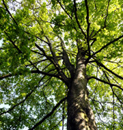 Bergahorn (Acer pseudoplatanus) ©Jutta234