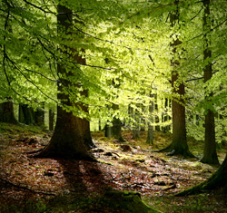 European beech (Fagus syvatica) © Malene Thyssen