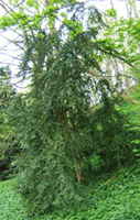 European boxwood (Buxus sempervirens)