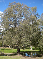 Coolibah (Eucalyptus coolabah)