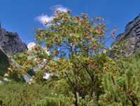 Mountain Ash (Sorbus aucuparia)