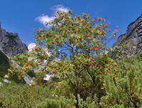 Eberesche (Sorbus aucuparia)