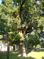 Pedunculate Oak (Quercus robur) ©Burrows