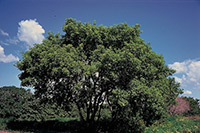 Eschen-Ahorn (Acer negundo)