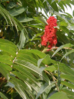 Staghorn Sumac (Rhus typhina)