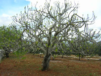 Common Fig (Ficus carica)