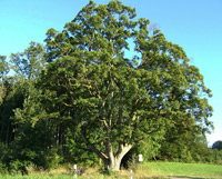 Feldahorn bei Haindlfing (Acer campestre)