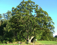 Field Maple (Acer campestre)