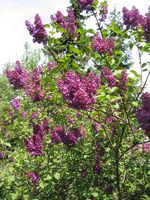 Flieder (Syringa vulgaris) ©Magnus Manske