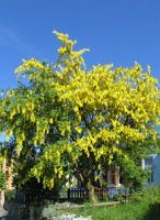 Goldregen (Laburnum anagyroides) ©Andrew Dunn, 13 May 2005