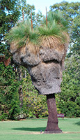 Grasbaum (Xanthorrhoea)