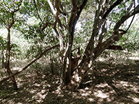 African blackwood (Dalbergia melanoxylon) 