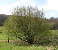 Haselnuss (Corylus avellana)