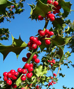 European holly (Ilex aquifolium)