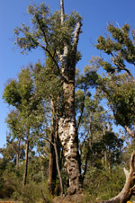 Jarrah (Eucalyptus marginata)