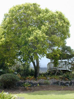 Camphor Tree (Cinnamomum camphora) 