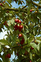 Cornelian Cherry (Cornus mas)