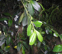 Laurel (Laurelia sempervirens) ©Lin linao