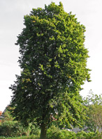 Linden Tree (Tilia platyphyllos) ©Darkone