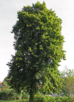 Sommer-Linde (Tilia platyphyllos) ©Darkone