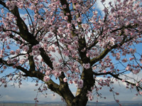 Mandelbaum (Prunus dulcis) ©Manfred Heyde