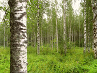 Karelian Masur Birch (Betula pendula var. carelica) ©Paul Lenz
