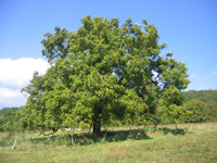 Nussbaum (Juglans regia) ©Thesupermat