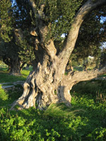 Olive Tree (Olea europaea) 