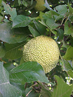 Milchorangenbaum (Maclura pomifera)