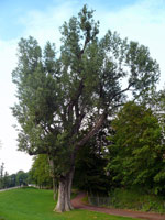 Schwarzpappel (Popolus nigra)