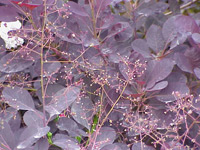 Perückenstrauch (Cotinus coggygria) ©Kurt Stüber