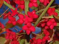 Pfaffenhütchen (Euonymus europaeus) © Ettore Balocchi