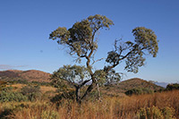 Common Resin Tree (Ozoroa paniculosa) (Ozoroa paniculosa) © Paul Venter