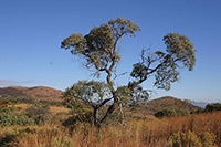 Red Resin (Ozoroa paniculosa) © Paul Venter