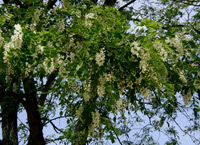 Robinie (Robinia pseudoacadia)