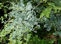 Ostindisches Satinholz (Chloroxylon swietenia)