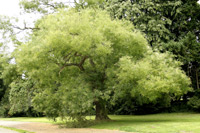 Japanischer Schnurbaum (Styphnolobium japonicum) ©Jean-Pol GRANDMONT