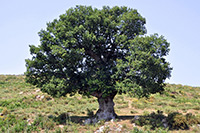 Steineiche (Quercus ilex) ©User:Amada44