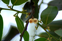 Schwarz-weisses Ebenholz (Diospyros malabarica) 