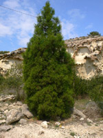 Sandarac tree (Tetraclinis articulata)