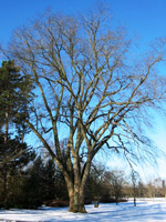 Wych Elm (Ulmus glabra)