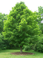 Zucker Ahorn (Muschelahorn) (Acer saccharum) ©Bruce Marlin 