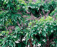 Wenge tree (Millettia laurentii)