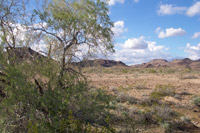 Desert Ironwood (Olneya tesota)