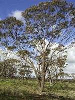 York Gum ( Eucalyptus loxophleba)