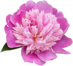 Pentecostspecial at FeinesHolz! - 10% discount on everything !