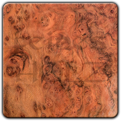 Peppermint Tree Burl