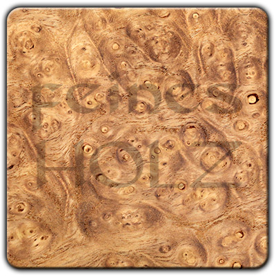Japanese Pagoda Tree Burl